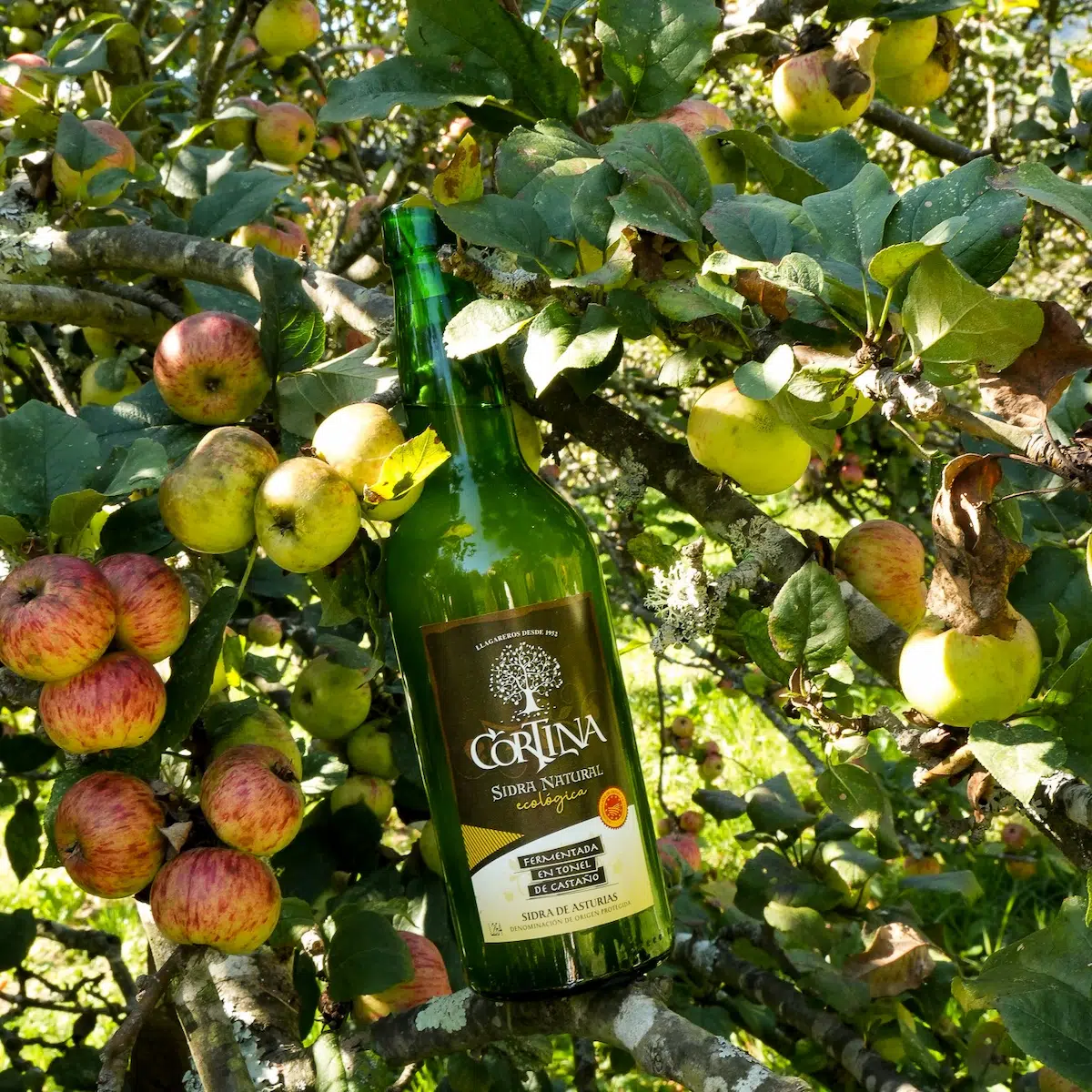 Sidra Natural Ecológica Cortina (0,70L) - 6ud: imagen 2